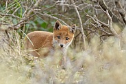 Red fox cubs