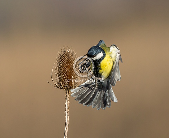 Great Tit