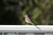 House Finch