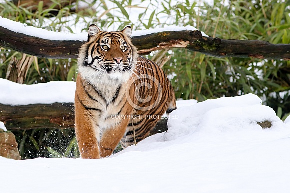 Sumatran tiger