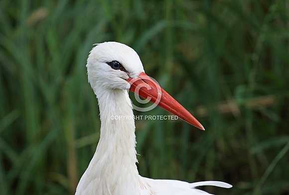White Stork White Stork