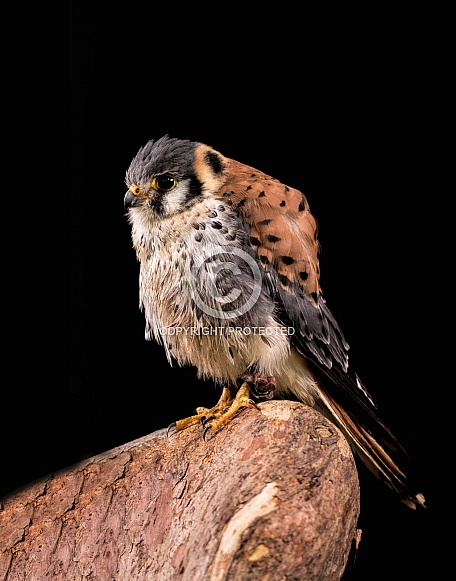 American Kestrel Full Body Black Background