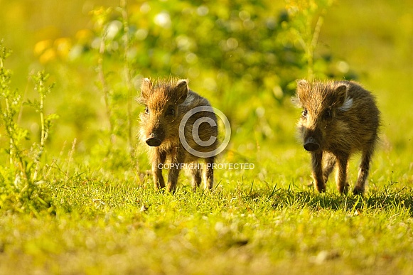 Young wild boar pair Young wild boar pair