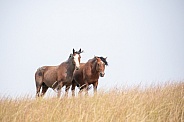 Wild Horse (Equus caballus)