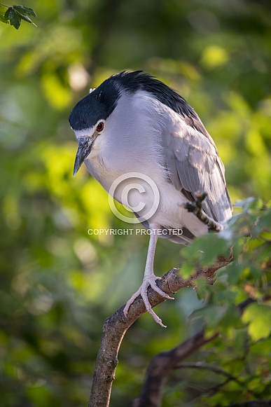 Black-crowned night heron (Nycticorax nycticorax) Black-crowned night heron (Nycticorax nycticorax)