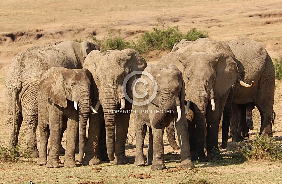 African Elephant