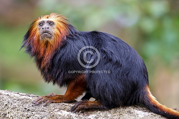 Golden-headed lion tamarin (Leontopithecus chrysomelas)