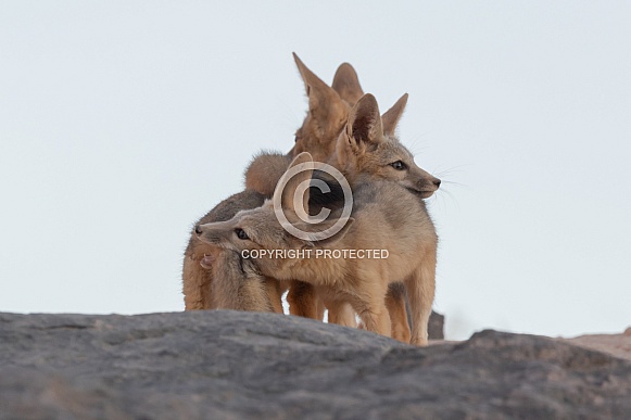 Kit Fox, Vulpes macrotis Kit Fox, Vulpes macrotis