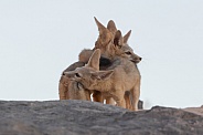 Kit Fox, Vulpes macrotis