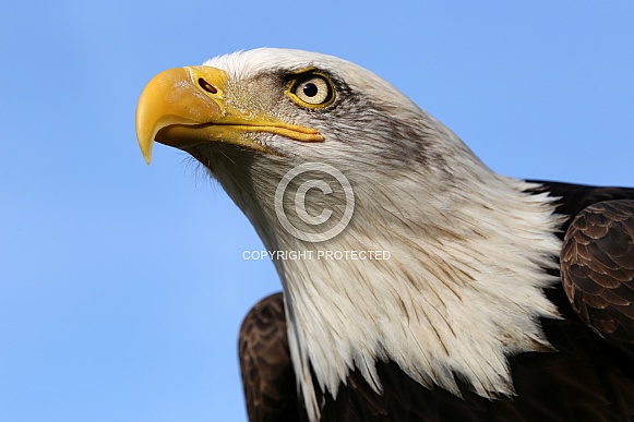 Bald eagle (Haliaeetus leucocephalus)