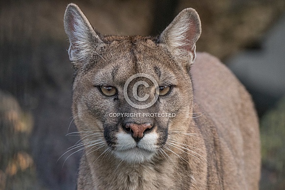Cougar (Puma Concolor)