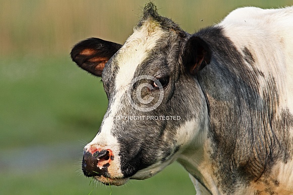 Dutch cow