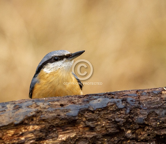 Nuthatch Nuthatch
