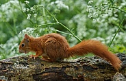 Squirrel in the forest