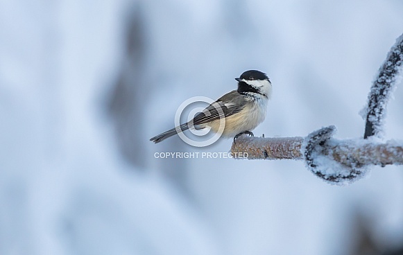 Black-Capped Chickadee during Winter in Alaska