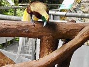 Lesser bird-of-paradise