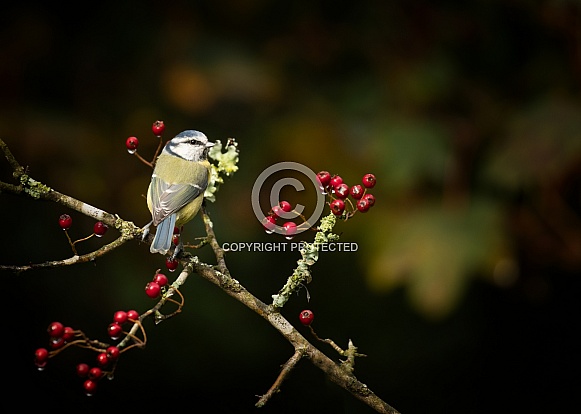 Blue Tit Blue Tit