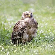 Steppe Eagle