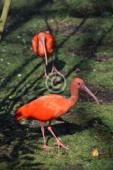 Scarlet Ibis Scarlet Ibis