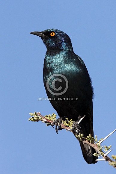 Cape Glossy Starling - Namibia