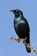 Cape Glossy Starling - Namibia