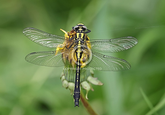 Clubtail Dragonfly