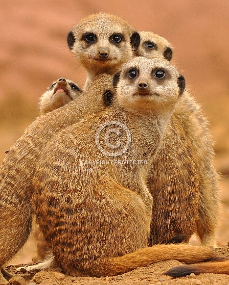 Meerkats
