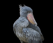 Adult African shoebill stork (Balaeniceps rex) vertical portrait of stork standing looking behind