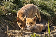 Red fox cub/cubs in nature