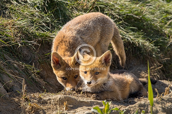 Red fox cub/cubs in nature
