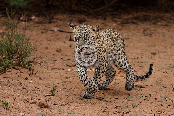 Wet and bedraggled leopard cub