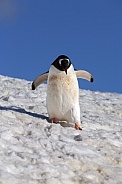 Gentoo Penguin - Antarctica