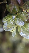 Fan Moss (Rhizomnium glabrescens)