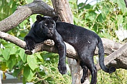 Black Jaguar Resting in Tree