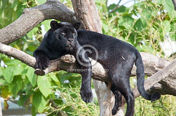 Black Jaguar Resting in Tree