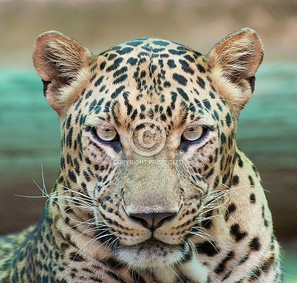 Leopard