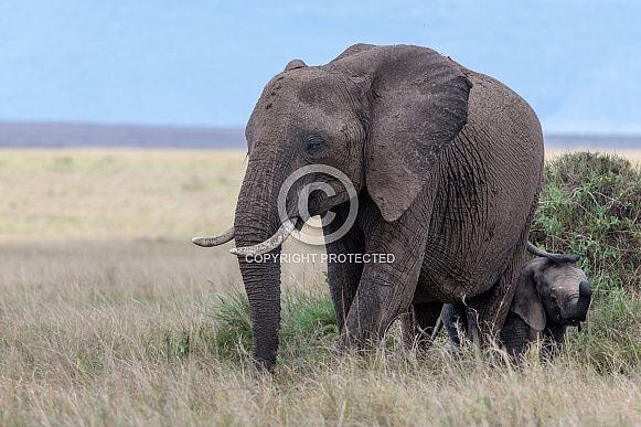 African Bush Elephant