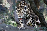 Jaguar (Panthera Onca)