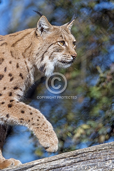 Lynx Lynx