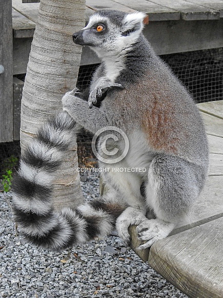Ring-tailed Lemur