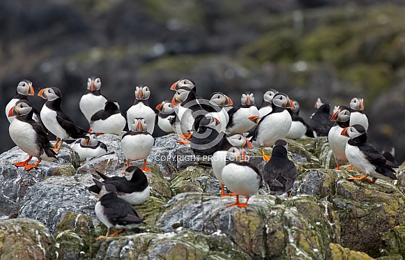 Puffins