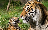 Sumatran Tiger and cub