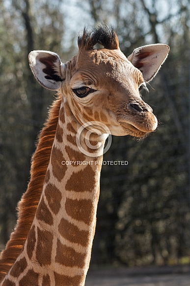 Giraffe Calf Close Up