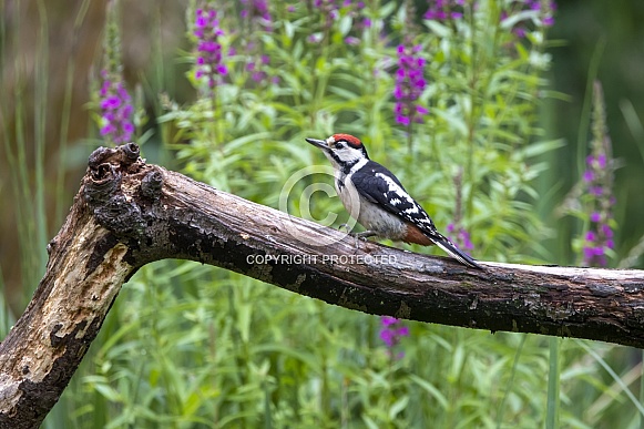 lesser spotted woodpecker (Dryobates minor)