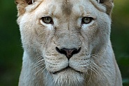 White Lioness