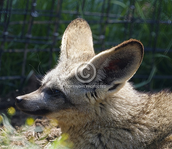 Bat Eared Fox