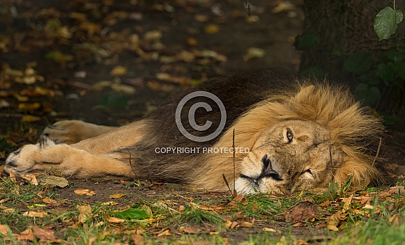 Asiatic Lion