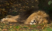 Asiatic Lion