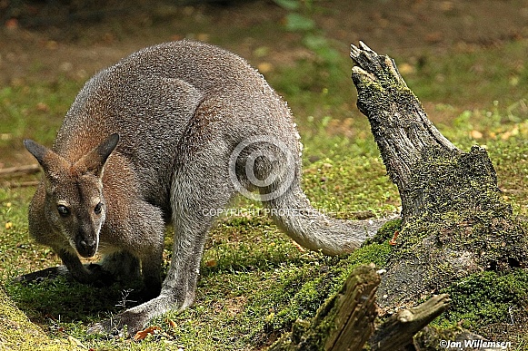 Bennett's Wallaby Bennett's Wallaby