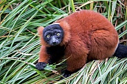 Red lemur (Varecia rubra)